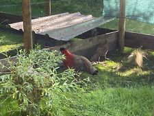 Satyr tragopan pheasant for sale  UK