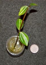 Peperomia angulata rarely for sale  UK