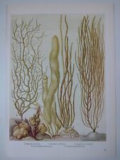 Seaweed print seaweed for sale  BIRKENHEAD