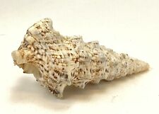 Sea shell for sale  Loganville