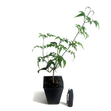 Live jasmine plant for sale  Winnetka