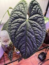 Anthurium lux hybrid for sale  Toccoa