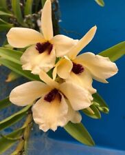Dendrobium albosanguineum yell for sale  San Francisco