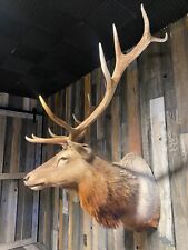 Rare tule elk for sale  Bridger