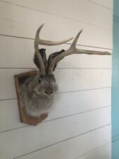 Jackalope mount taxidermy for sale  Grand Rapids