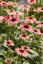 Echinacea playful meadow for sale  Jasper