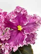 African violet lyubovnyj for sale  Hampstead