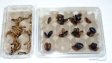 100 dubia roaches for sale  GLASGOW