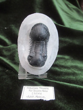 Fossil paralejurus trilobite for sale  HAVERFORDWEST