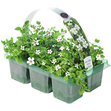 Bacopa white hanging for sale  UK