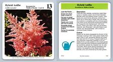 Hybrid Astilbe #16 Perennials - My Green Gardens 1987 Cardmark Card for sale  Shipping to South Africa