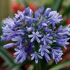 Agapanthus seeds for sale  Ireland