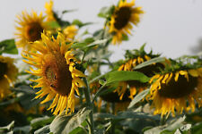 Sonnenblume gestreifte kerne gebraucht kaufen  Bleialf