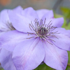 Compact clematis shimmer for sale  IPSWICH