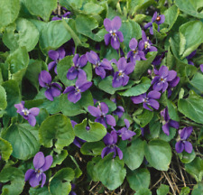Viola cornuta odorata for sale  LONDON