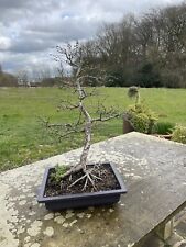 outdoor bonsai for sale  HUDDERSFIELD