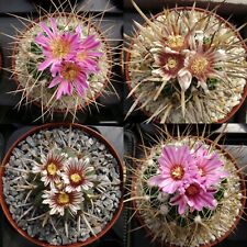 50 Fresh seeds, Stenocactus (Echinofossulocactus) 種子 เมล็ดพันธุ์ semilla Cactus for sale  Shipping to South Africa