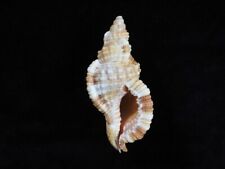 Sea shell Cymatium aquatile 88mm ID#7369 for sale  Shipping to South Africa