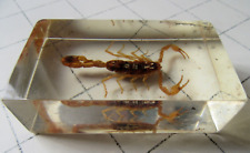 Live golden scorpion for sale  CHICHESTER