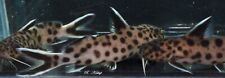 Young synodontis lucipinnis for sale  SUNDERLAND
