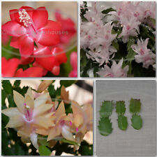 Thanksgiving cactus schlumberg for sale  Camden Wyoming