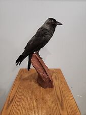 taxidermy crow for sale  Hinton