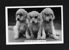 English setter puppies for sale  Brownstown