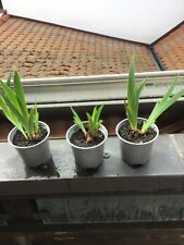 Schwertlilie iris lila gebraucht kaufen  Wörth am Rhein