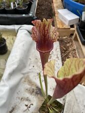 Sarracenia dalata live for sale  Indian Trail