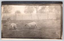 Animals sheep lawn for sale  Newton