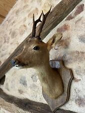 deer head for sale  SHREWSBURY