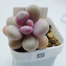 Exact plant graptopetalum for sale  BEXHILL-ON-SEA