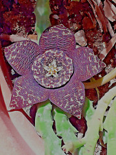 Boutures stapelia variegata d'occasion  Cagnes-sur-Mer