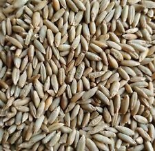 Rye grain genuine for sale  SWADLINCOTE