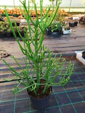 Euphorbia tirucalli l.conosciu usato  Manduria