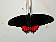 Papilio parides erithalion for sale  Shipping to Ireland