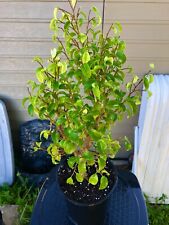 Ficus tiny bonsai for sale  Bonita Springs