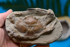 Amazing big fossil for sale  UK