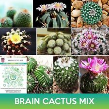 Brain cactus mix for sale  Belmont
