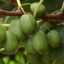 Actinidia arguta vitikiwi d'occasion  Pouzauges