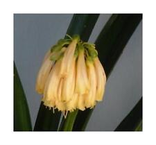 Clivia yellow nobilis gebraucht kaufen  Pfullingen
