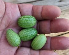 Seed cucamelon mouse for sale  Shipping to Ireland