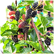 Black mulberry tree for sale  NEWTOWNARDS