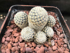 Sulcorebutia albissima pectini usato  Massafra