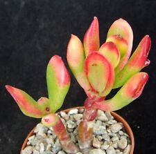 Crassula red horn for sale  EASTBOURNE