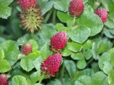 Medium red clover for sale  Pikeville