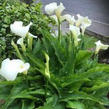 Huge flower white for sale  LIVERPOOL