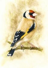 Gold finch wildlife for sale  Shipping to Ireland