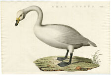 Anas cygnus (Whooper Swan) Conjunto de 2-SEPP e NOZEMAN-1770 comprar usado  Enviando para Brazil