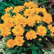 Coreopsis grandiflora dwarf for sale  UK